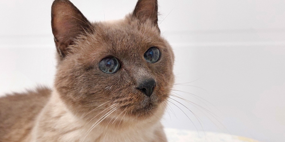 Кошка ХАСЯ ищет дом🏡