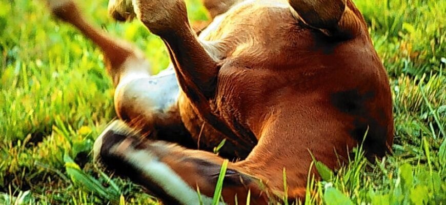 Откуда пошло выражение «ещё конь не валялся»?