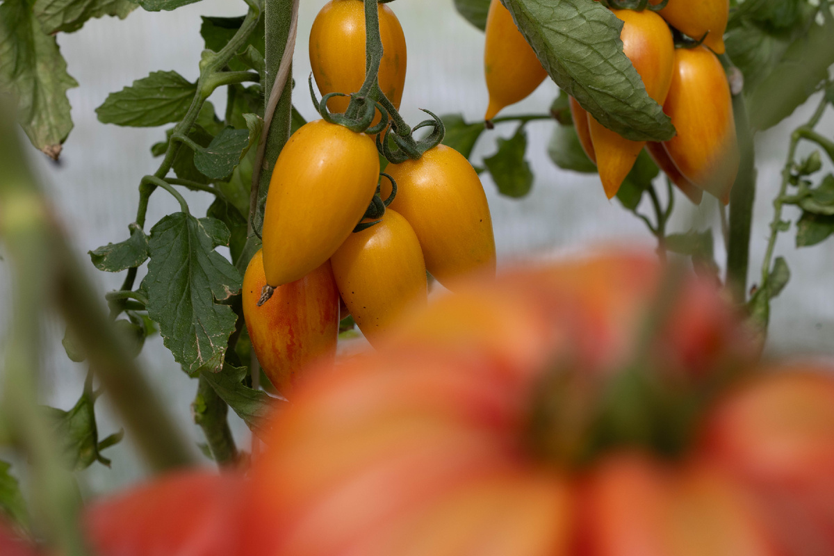 Сезон 2025, все фото видео материалы - авторские, Сладкий крем