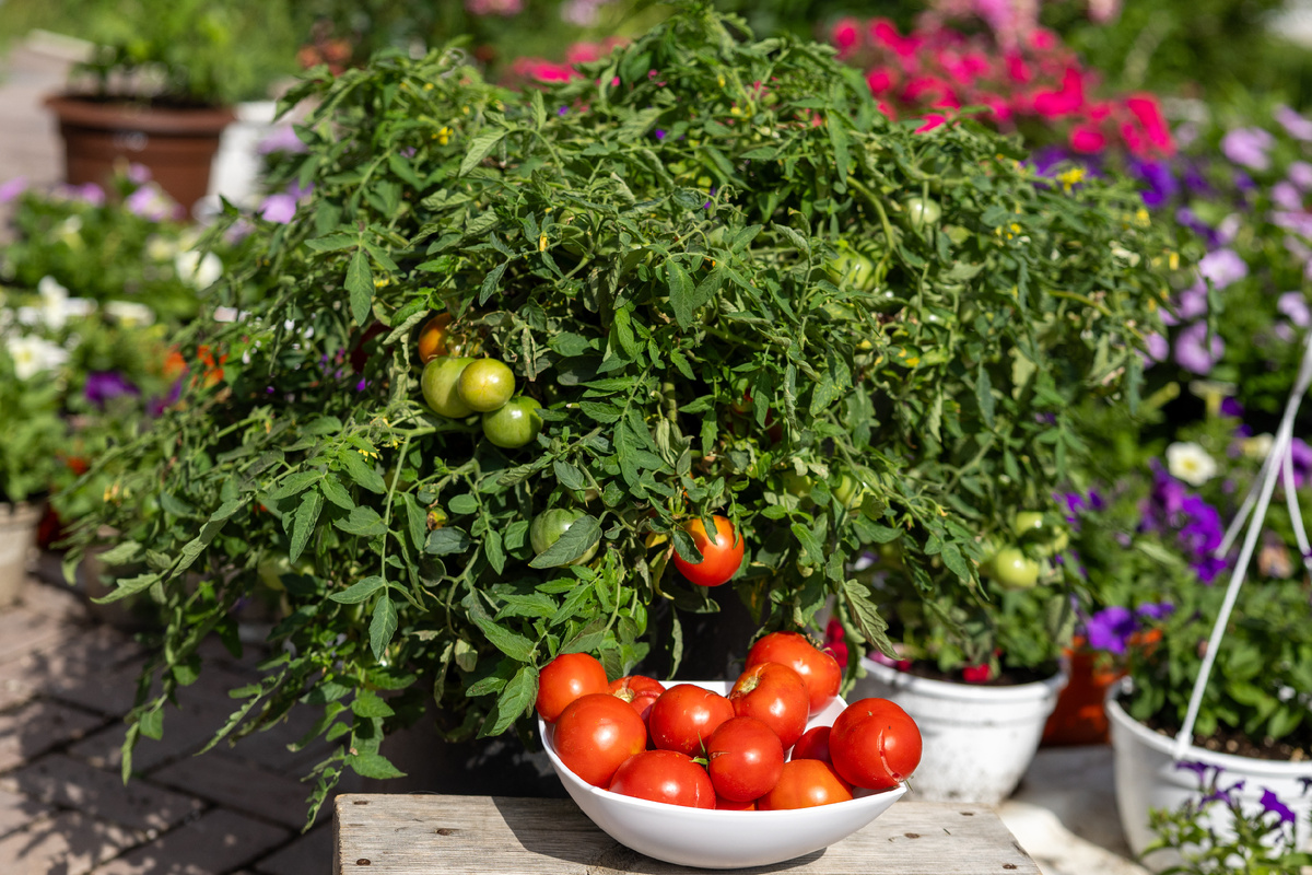 Сезон 2024, Монгольский карлик