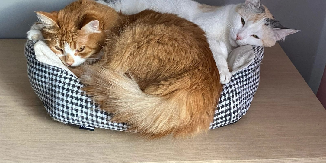 ✨Ищем новый дом для двух чудесных котиков✨