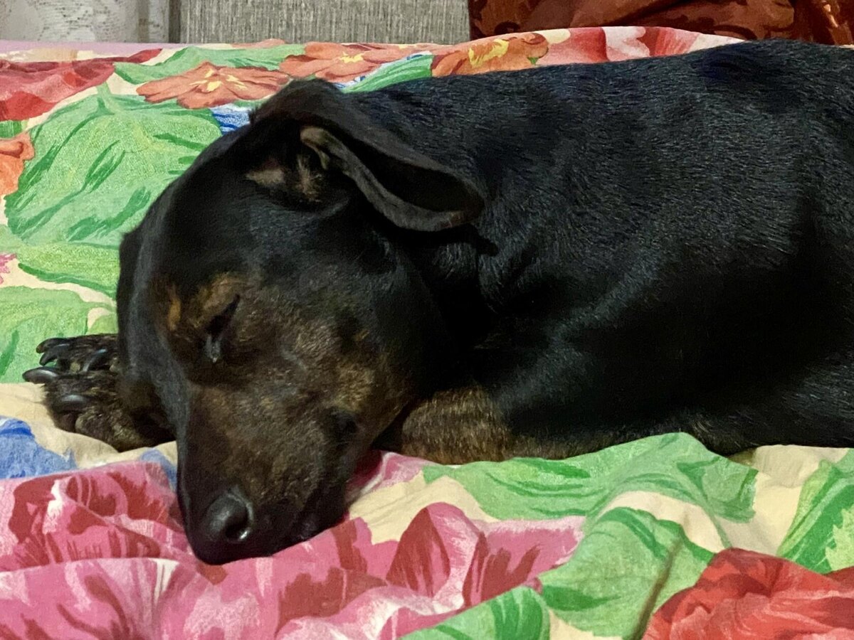 Последнее фото, где Дейзи здорова: спокойно дремлет у меня в ногах