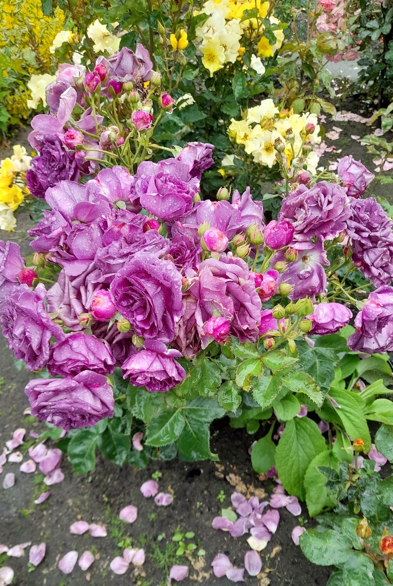 Минерва. Фото автора 