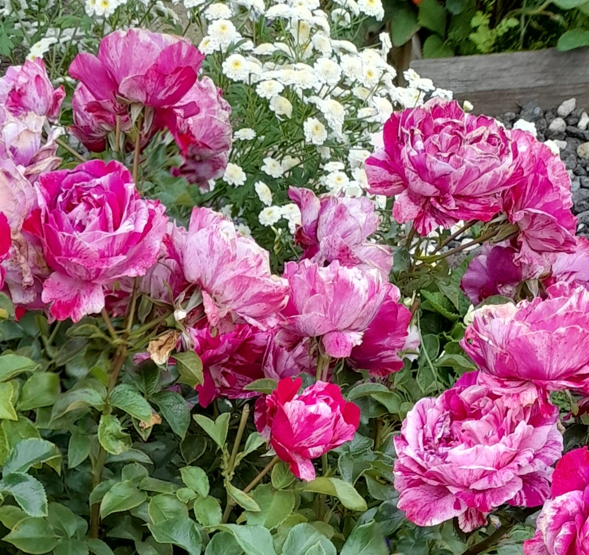 Пинк Интуишн. Фото автора 