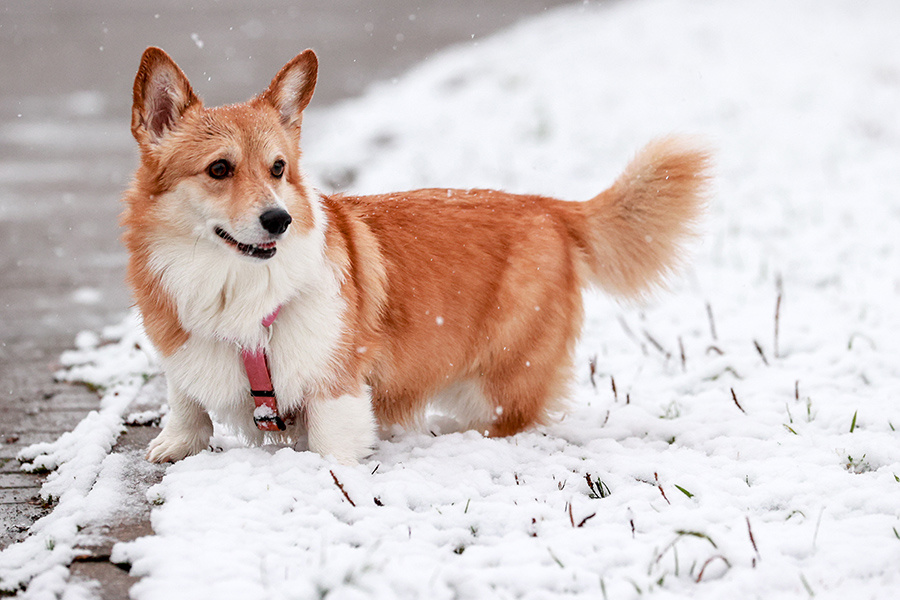    © Сергей Булкин/ТАСС