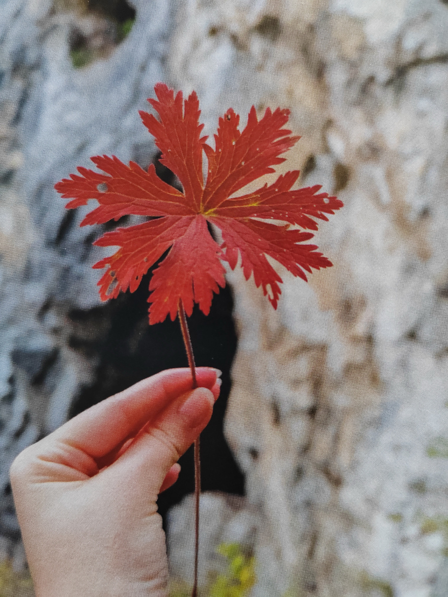 Фотокнига "Сибирь". 2025 г. Автор фотографии Бочарёва Валентина.
