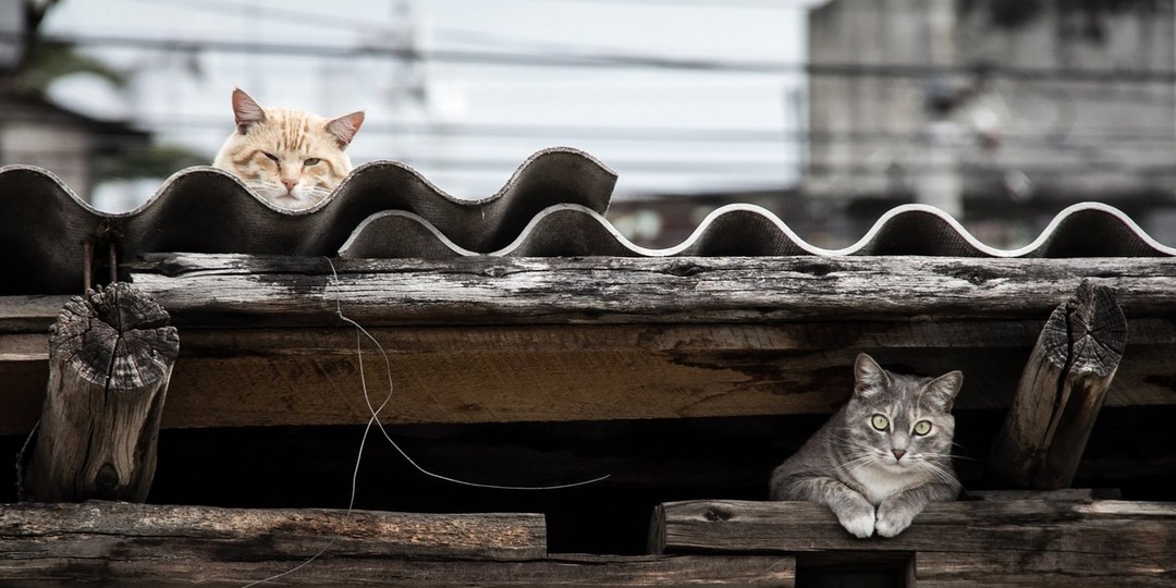 Биолог Валерия Аверкиева: ОСВВ — это бизнес на проблеме бездомных собак