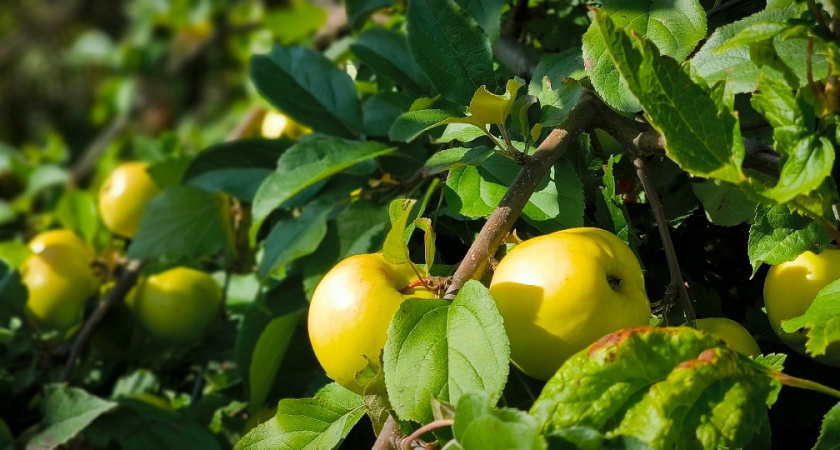    Всем яблоням и грушам в ноябре — защита на всю зиму: обливаю стволы — кора здоровая, вредители спят — и весной ни одного нароста