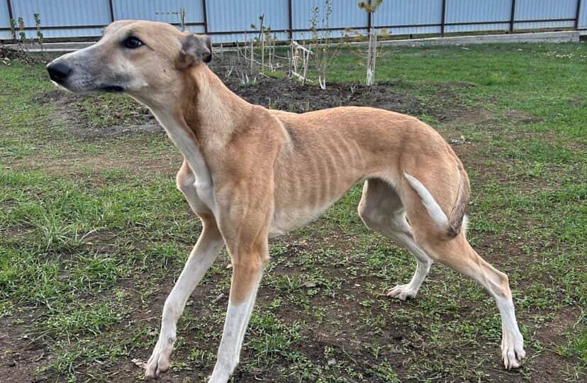 Ростовская область, р-н г