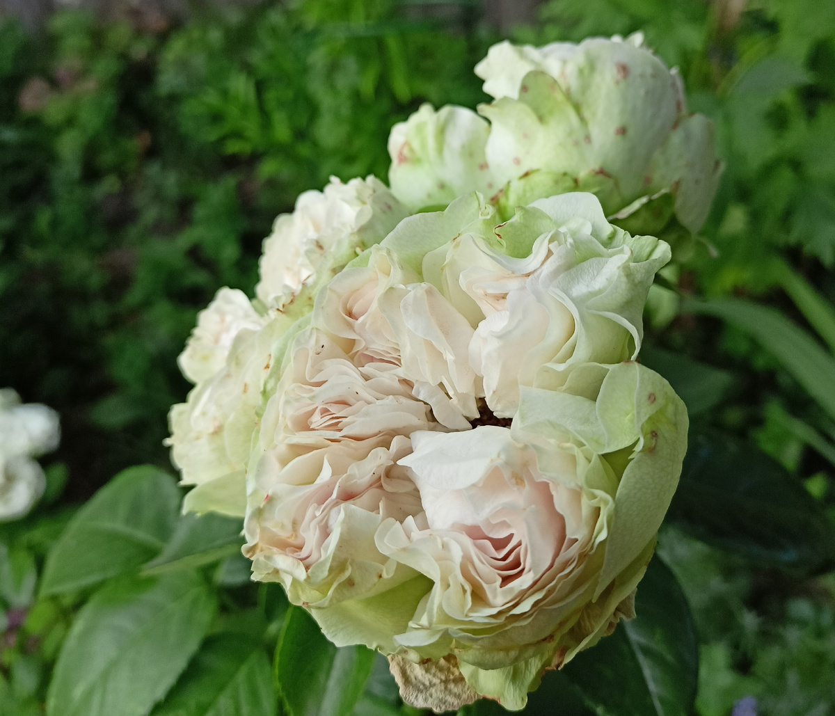 Не знаю какие можно придумать картинки для этой темы. Поэтому прикрепляю цветы для всех родителей.