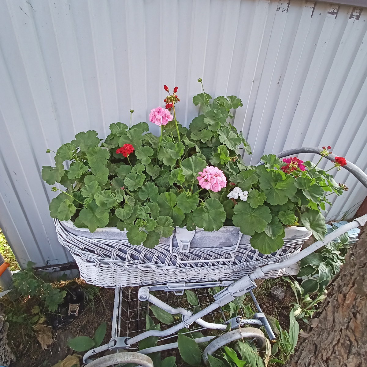 Когда-то коляска служила какому-то младенцу, сейчас она приходилась для цветов.