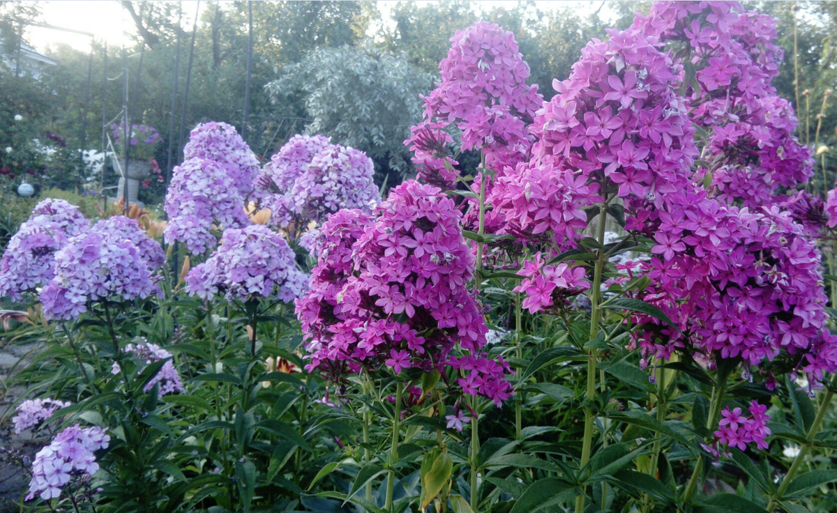 мои флоксы-мелкоцветки