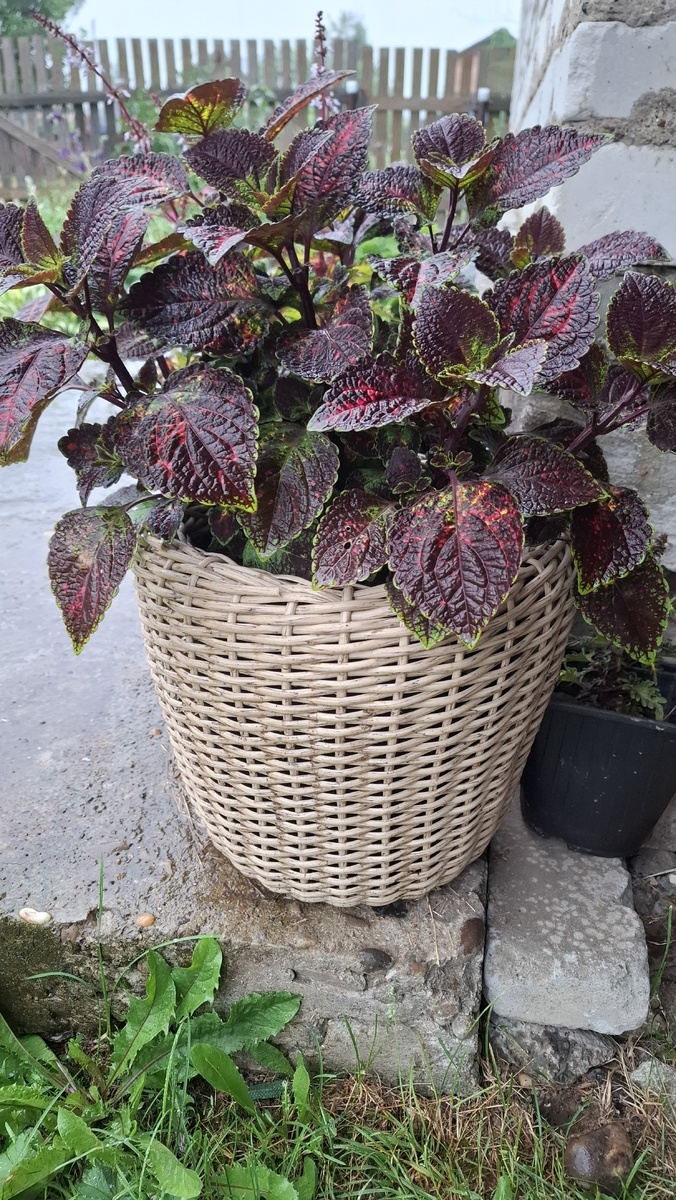 Мое первое кашпо. Фото сделано два года назад. Но колеусы смотрелись в нем шикарно!