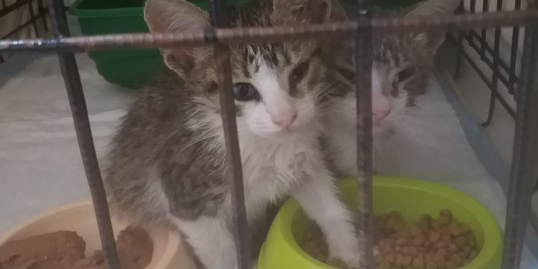 Было-стало. История Йоси и Толи.