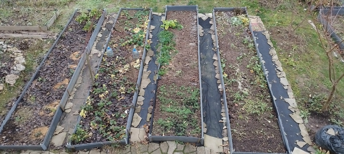 Фото делала из окна мансарды. Грядки в пластике. Дорожки, между грядками, в этом году не планировалось как-то обустроить, ими заниматься, пока, некогда. А чтобы не росли сорняки, закрыла дорожки геотекстилем и по краям прижала остатками декоративного камня. Ходить чисто. Торцами эти 4 грядки упираются в дорожку вдоль дома. Слева две грядки под молодой клубникой, а на торцах двух правых, вдоль дорожки были посажены тюльпаны.