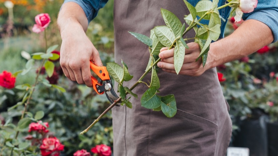 Каждый побег - потенциальный новый куст