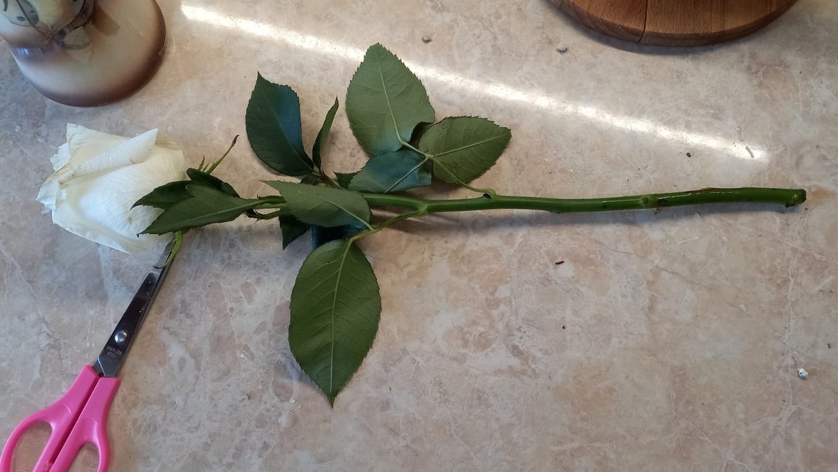 Срезаю черенки утром, когда в тканях растения максимум влаги. 