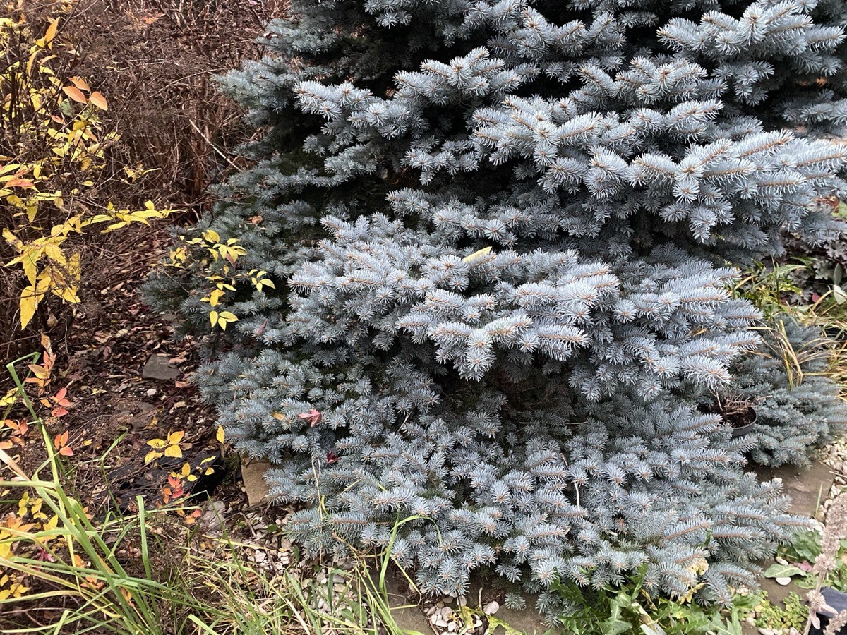 Ель Глаука Глобоза, фото автора. Под нижними лапами ели хорошо хранить горшки с растениями зимой.