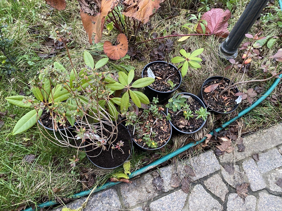 Рододендроны в горшках, фото автора