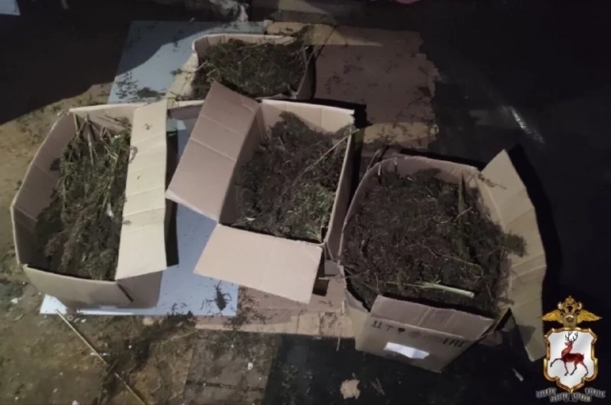    69 кустов и 3 ящика наркотических растений изъяла нижегородская полиция