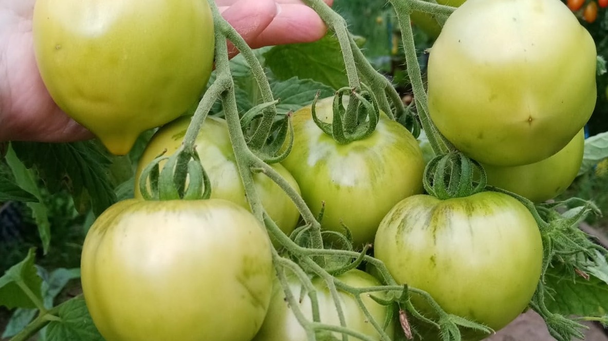 Мои низкорослые томаты