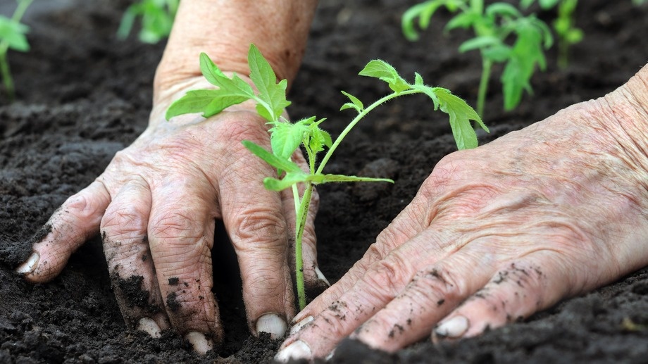 24 куста на 12 квадратных метрах - максимальное использование площади