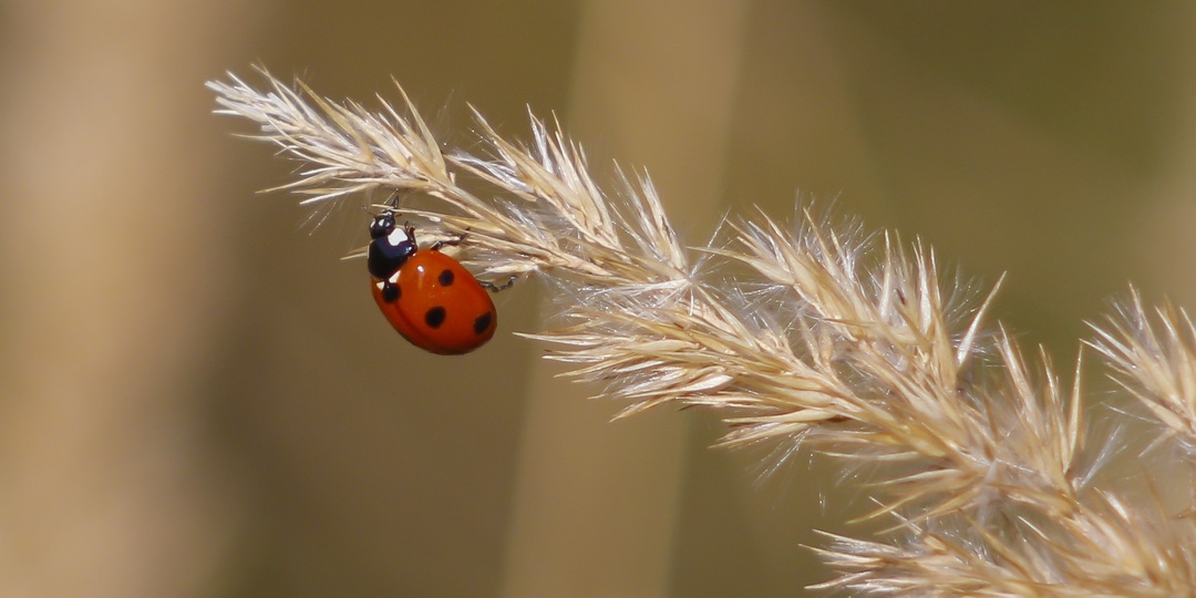 Тайная жизнь под корой: кто зимует в московских деревьях