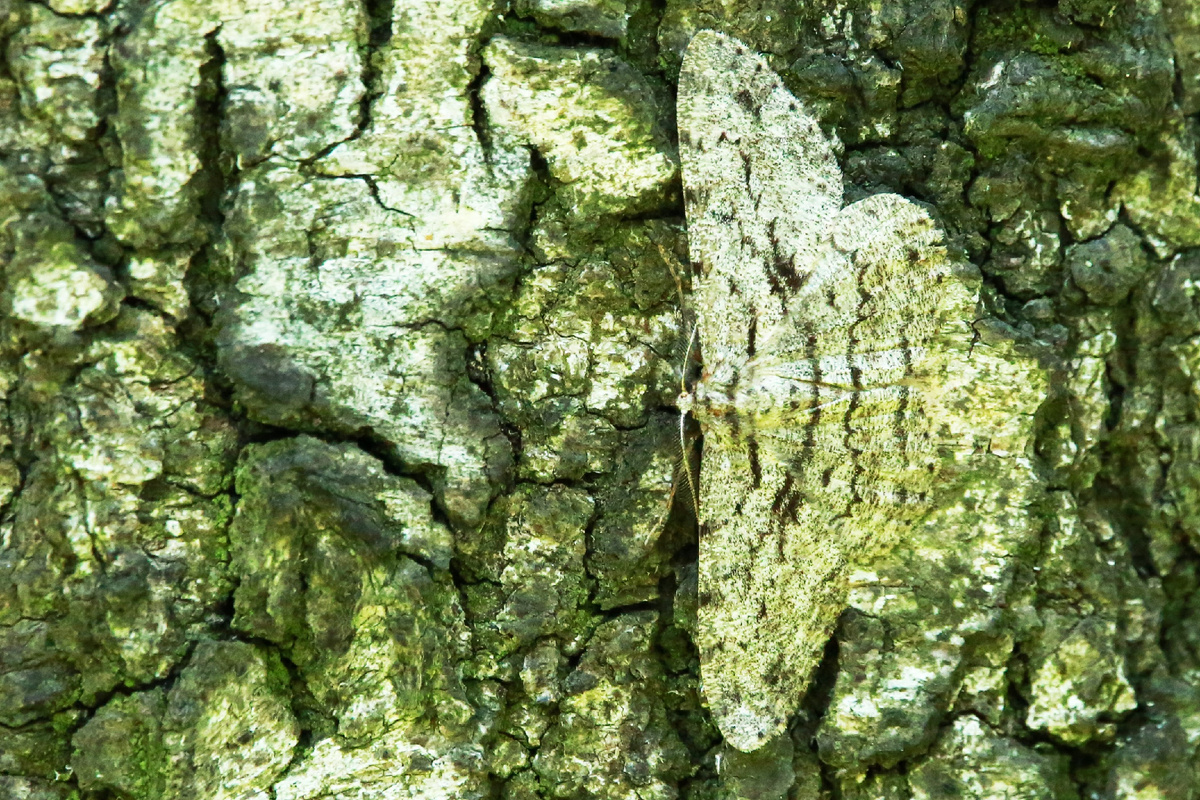 Бабочка пяденица дымчатая