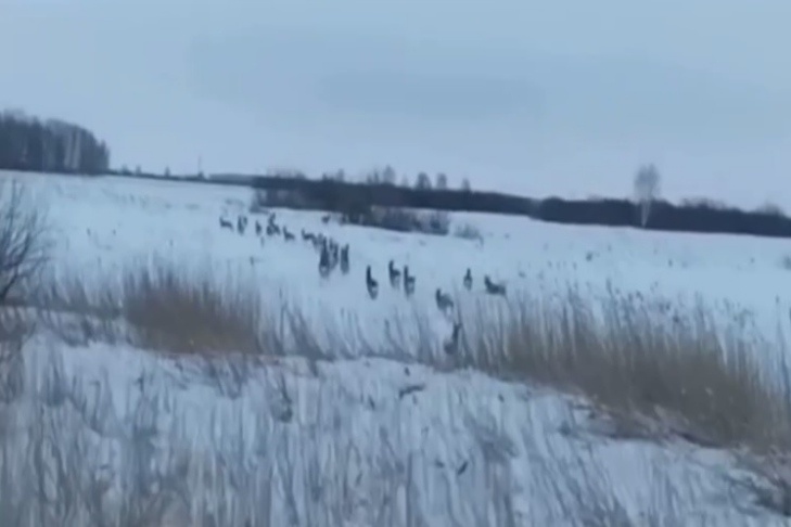    Скриншот из видео минприроды Новосибирской области