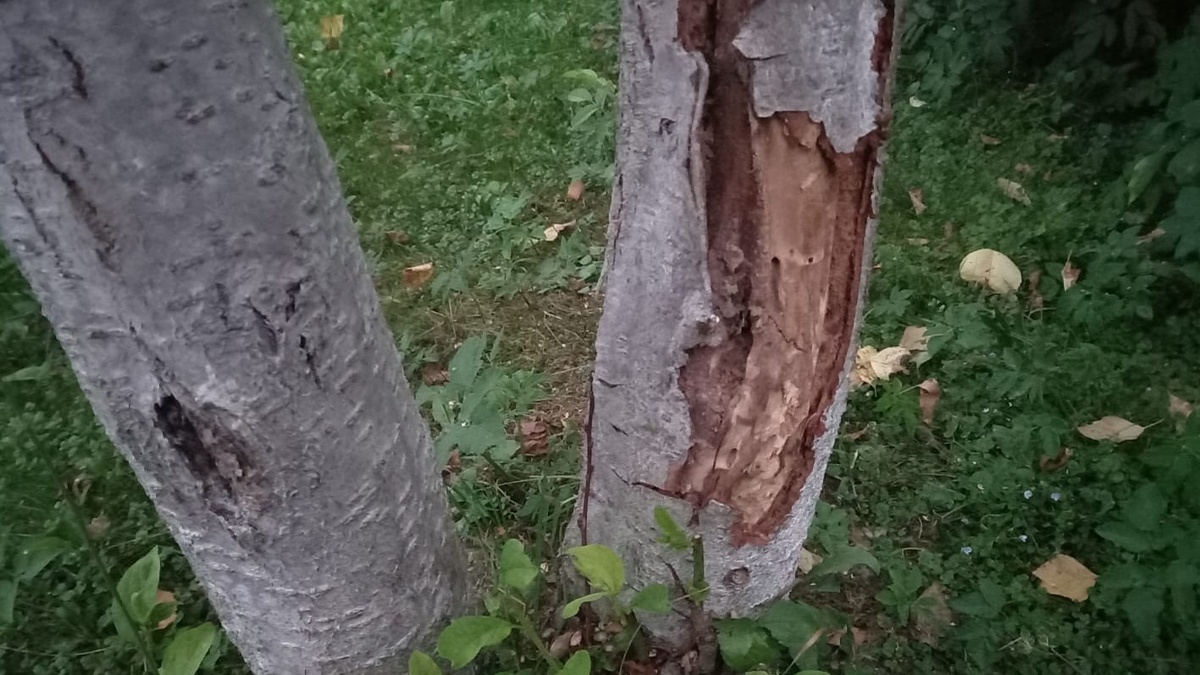 Результат неправильной подготовки к зиме - кора почернела и отслоилась