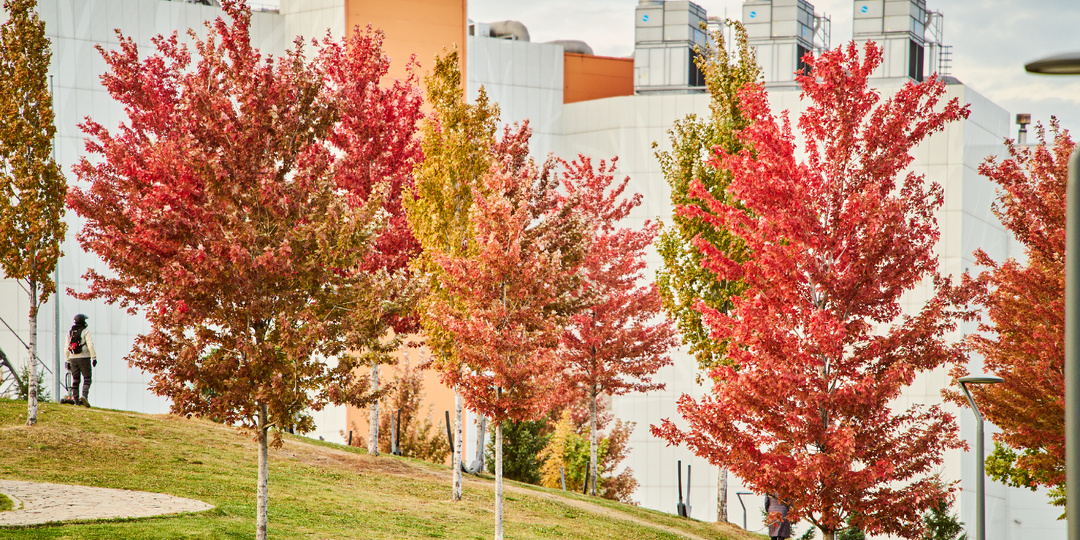 Парк «Ходынское поле»: как создать экосистему на аэродроме