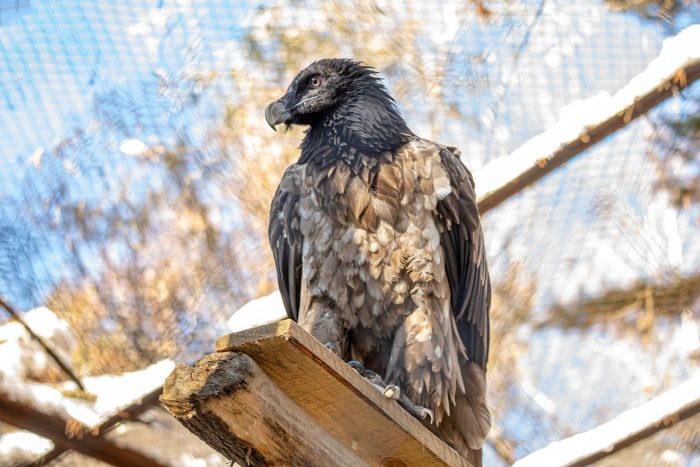 Фото тг-канала «Новосибирский зоопарк».