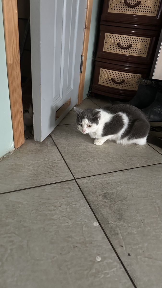 Караулит Рыжика