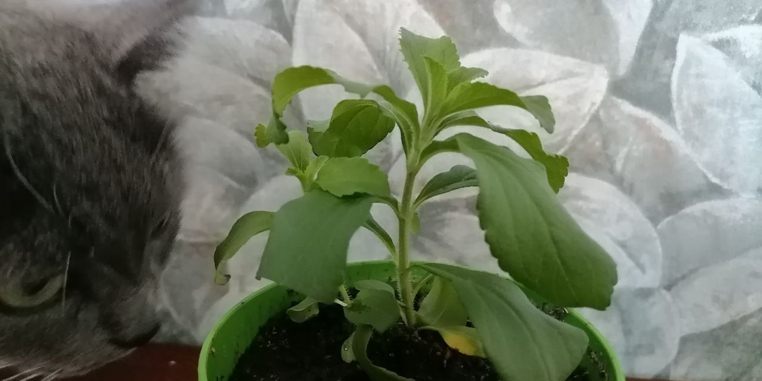 🌱Домашний сахар - стевия из семян на подоконнике. Дегустирую!