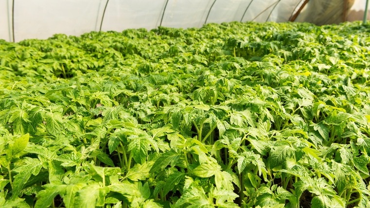 Позволил пасынкам расти свободно на томатах. Снял 16,5 кг с 5 растений