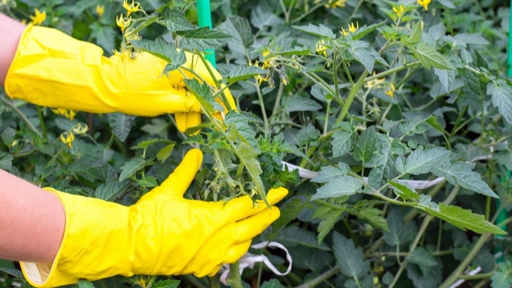 Постоянная обрезка наносила растениям множественные травмы