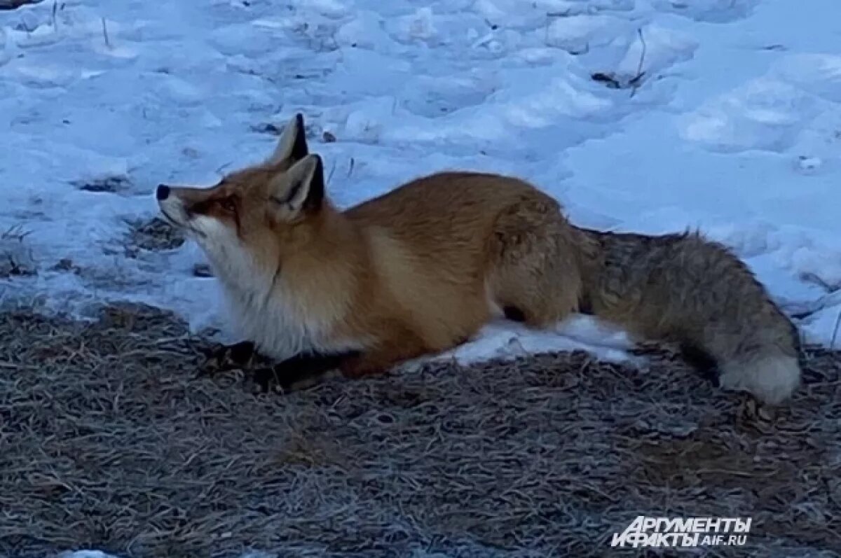    В Новосибирске введен карантин из-за очага бешенства