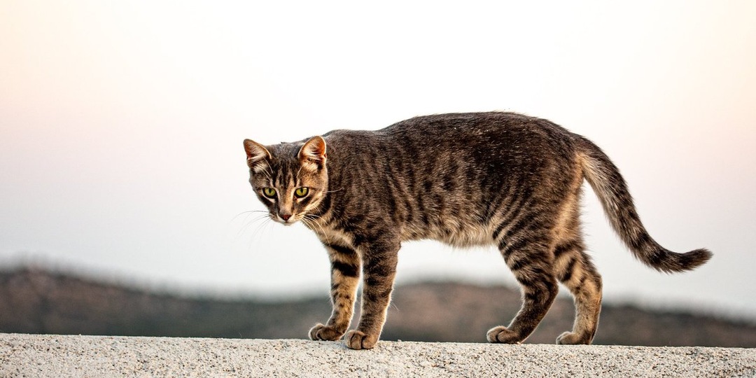 «Наигрался ребенок»: как завершение дачного сезона оборачивается трагедией для 100 тысяч питомцев