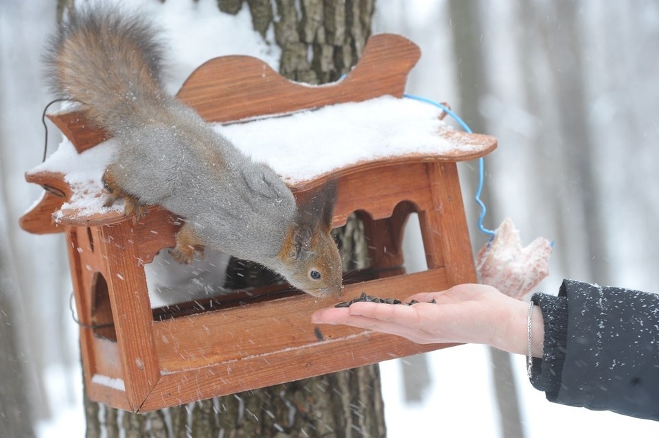    Заботиться о наполнении кормушек семечками и орешками будут юннаты зоопарка. Михаил ФРОЛОВ