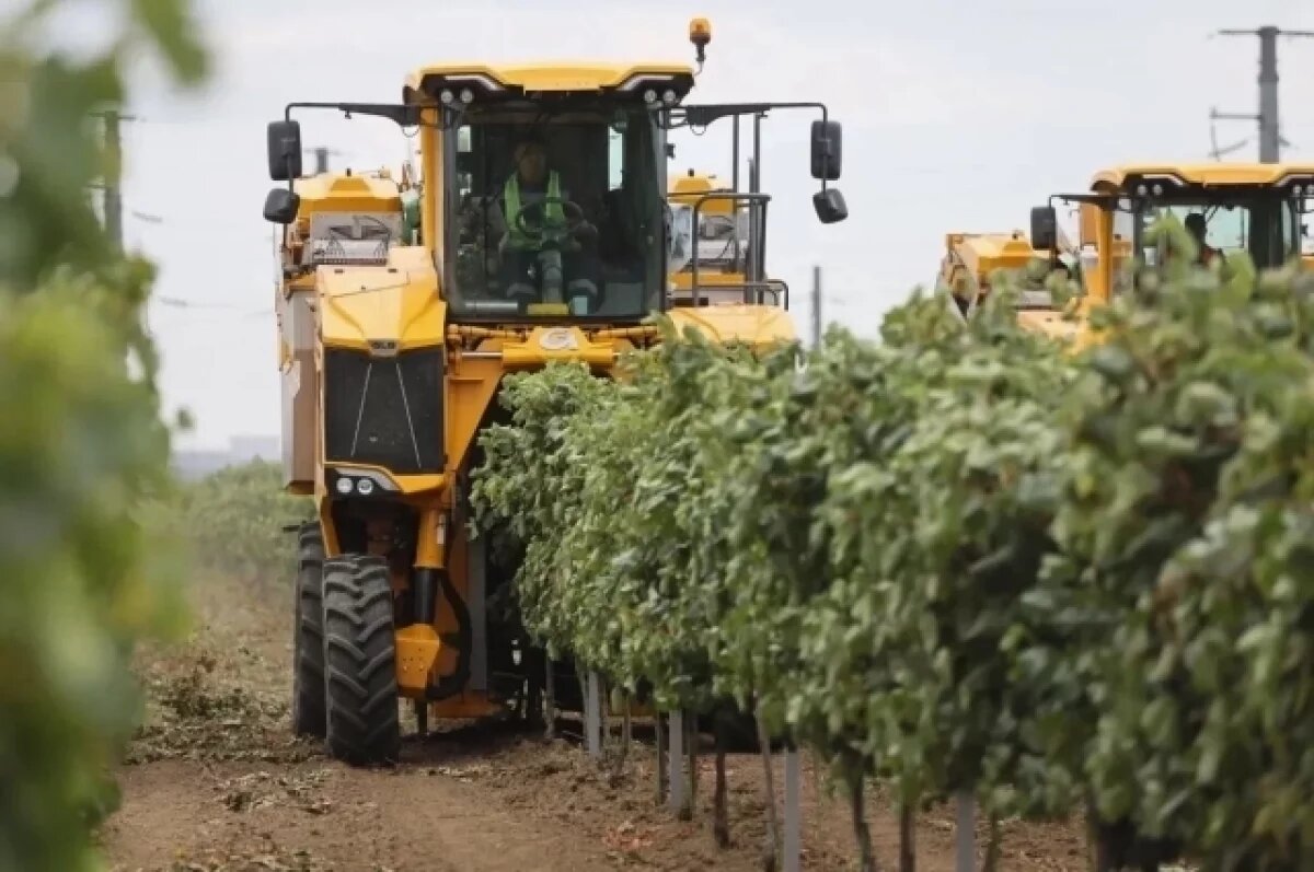    В Краснодарском крае собрали рекордные 305 тысяч тонн винограда