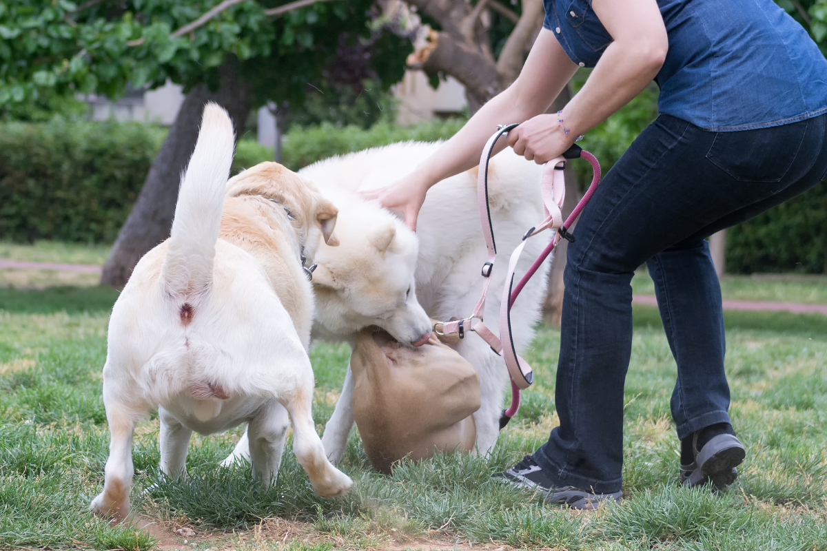 Поправки дадут полиции право составлять протоколы об административных правонарушениях