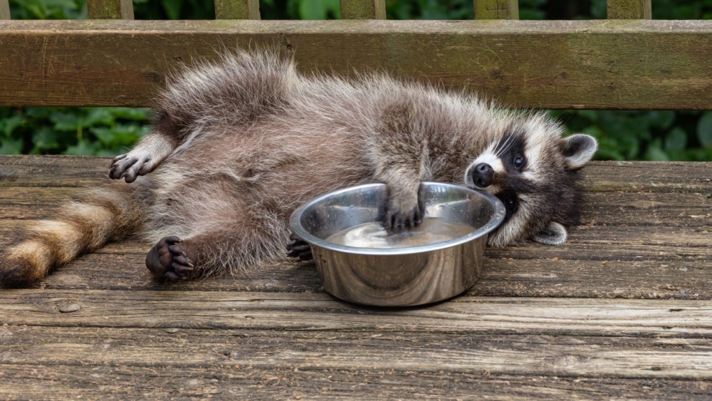     Фото: AEWD/Shutterstock/FOTODOM