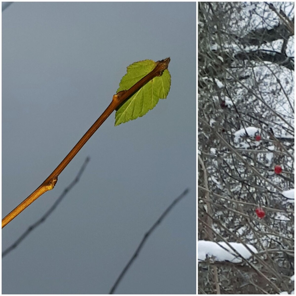 Коллаж автора 17.11.2025г.