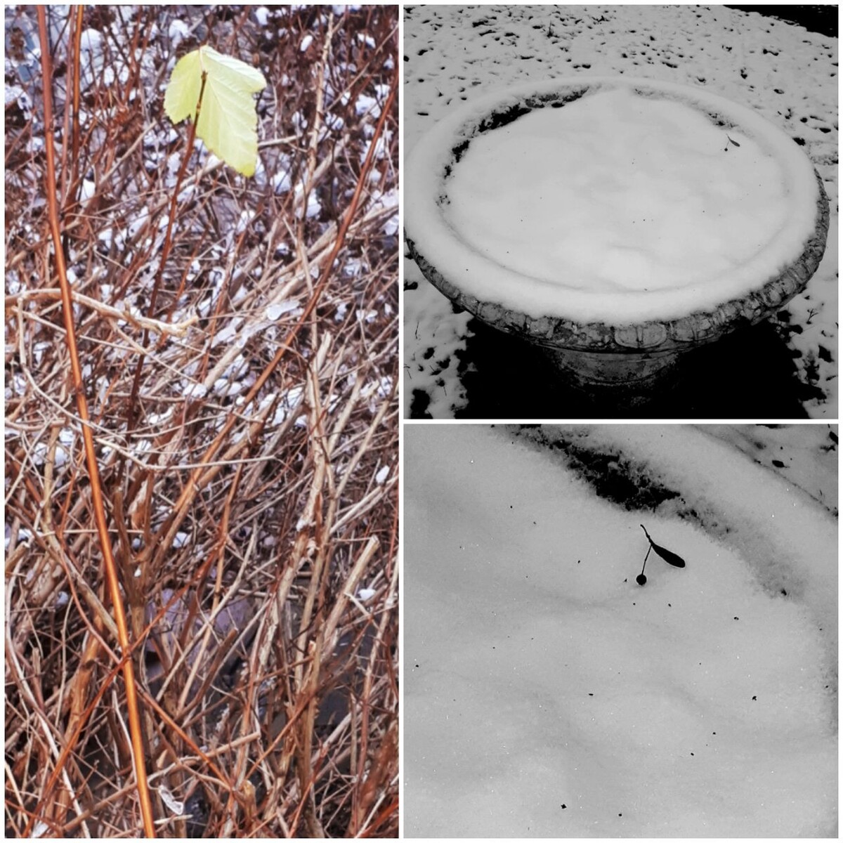 Коллаж автора статьи 17.11.2025г.