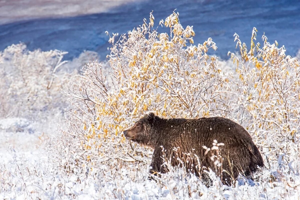    В ряде районов Камчатки снега выпало в 4 раза больше нормы