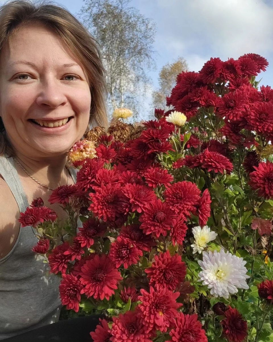 Хризантема корейская