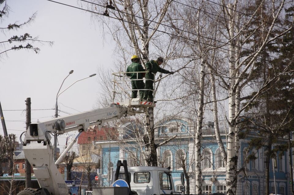    Вырубка старых деревьев на Ленинском проспекте. Источник: Олег Укладов