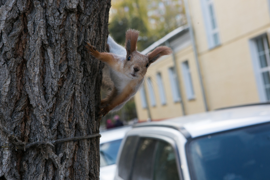 Фото: nsknews.info