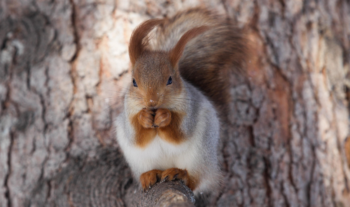 Фото: nsknews.info