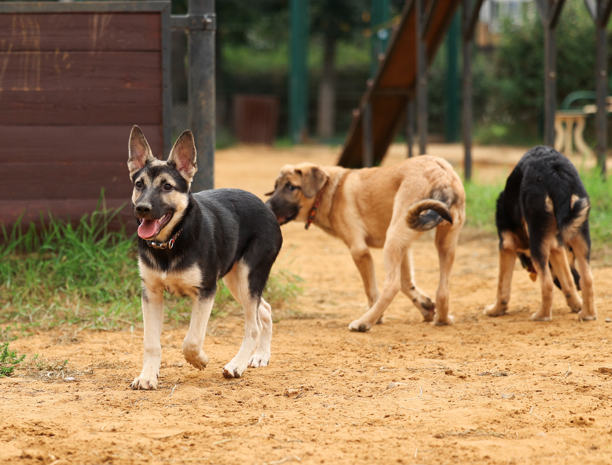 Кого там мимо площадки черти несут? Айда глядеть, галдеть!